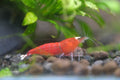 Super Crystal Red shrimp