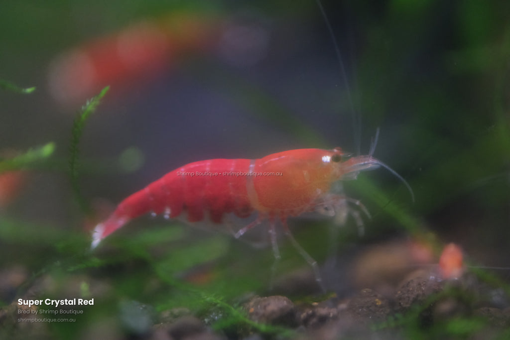 Super Crystal Red