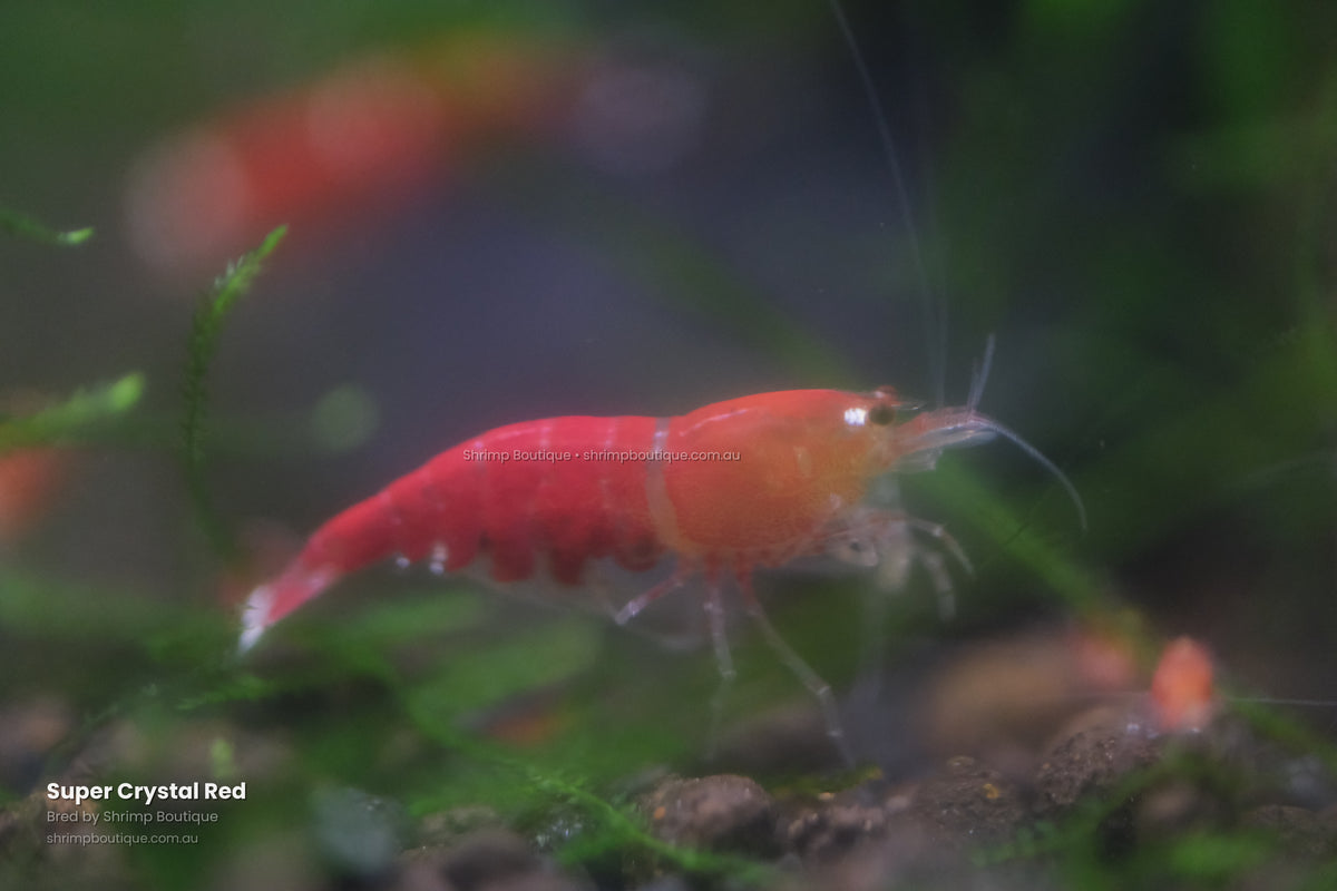 Super Crystal Red