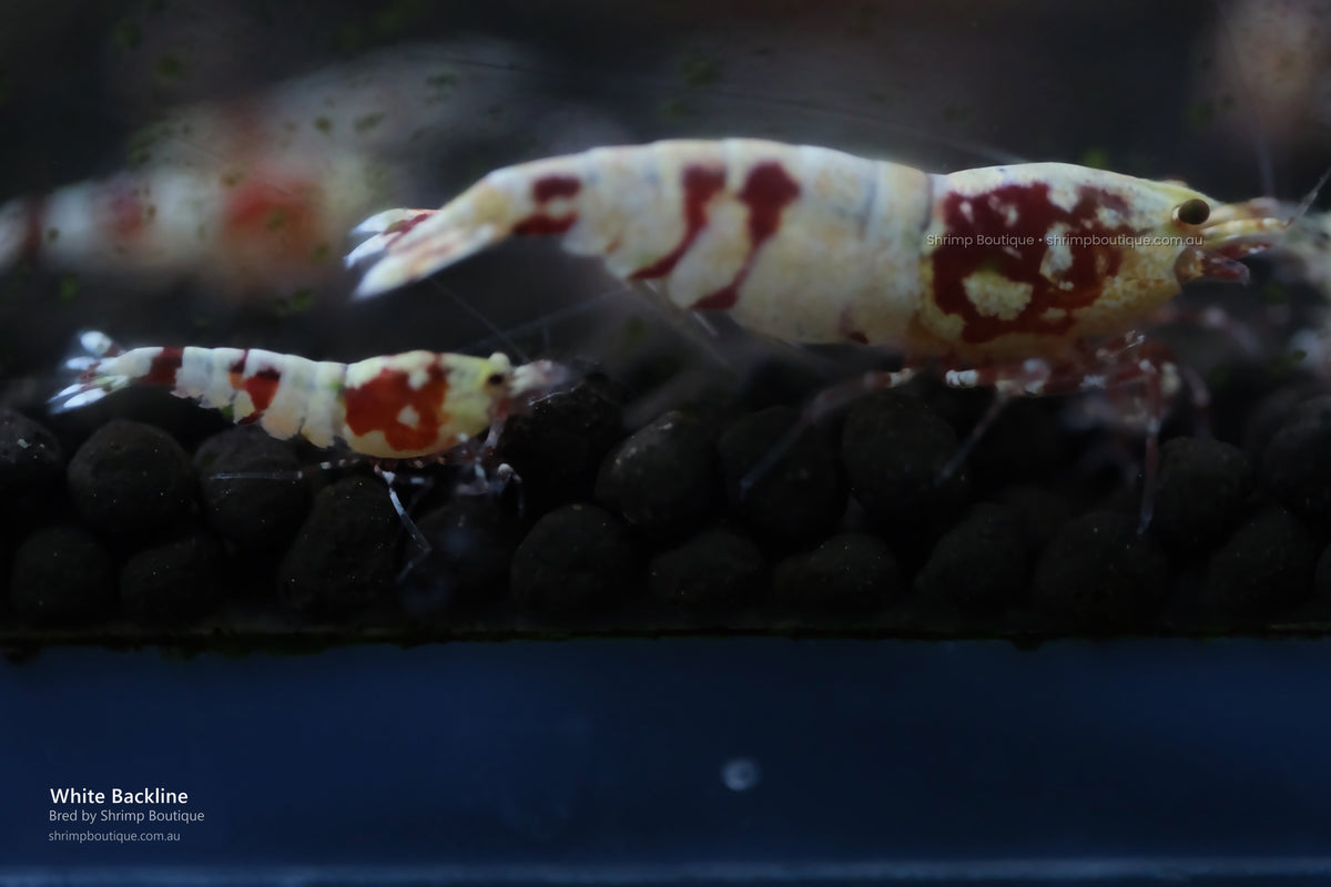 White Backline shrimp
