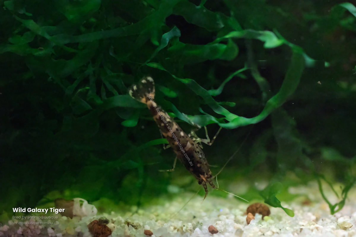 Wild Galaxy Tiger shrimp - bred by Shrimp Boutique