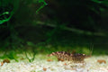 Wild Galaxy Tiger shrimp - bred by Shrimp Boutique