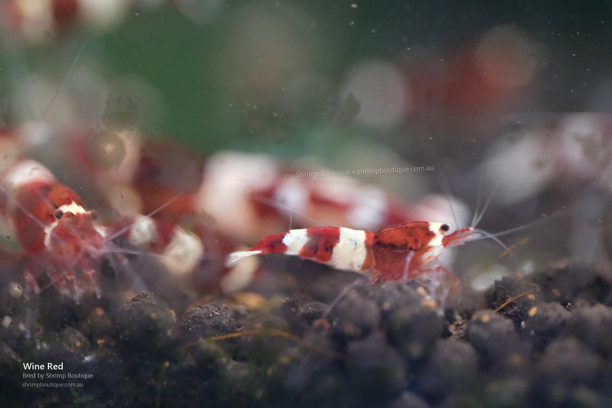 Wine Red shrimp
