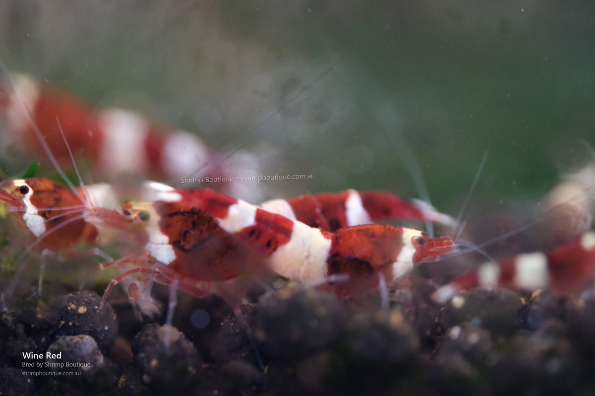 Wine Red shrimp