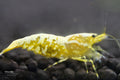 Yellow Boa shrimp - bred by Shrimp Boutique