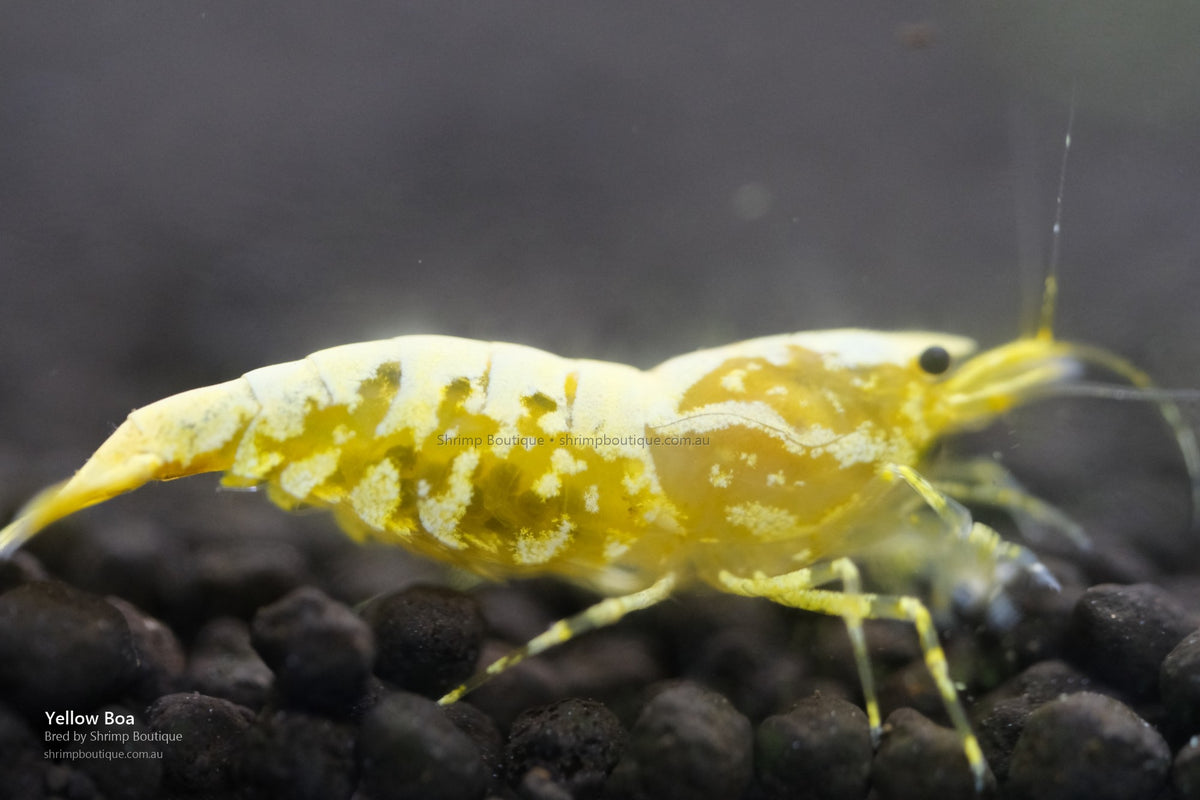 Yellow Boa shrimp - bred by Shrimp Boutique