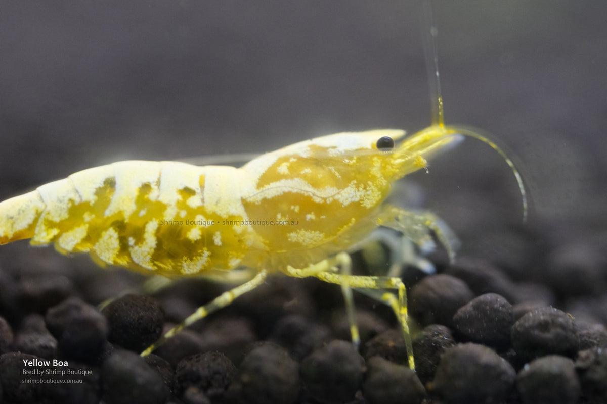 Yellow Boa shrimp - bred by Shrimp Boutique