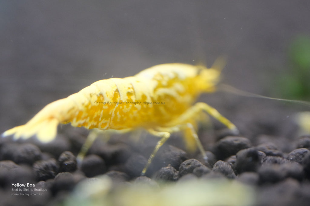 Yellow Boa shrimp - bred by Shrimp Boutique