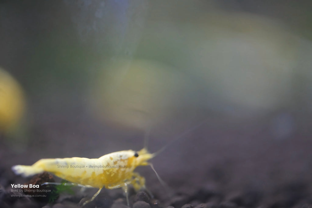 Yellow Boa shrimp - bred by Shrimp Boutique