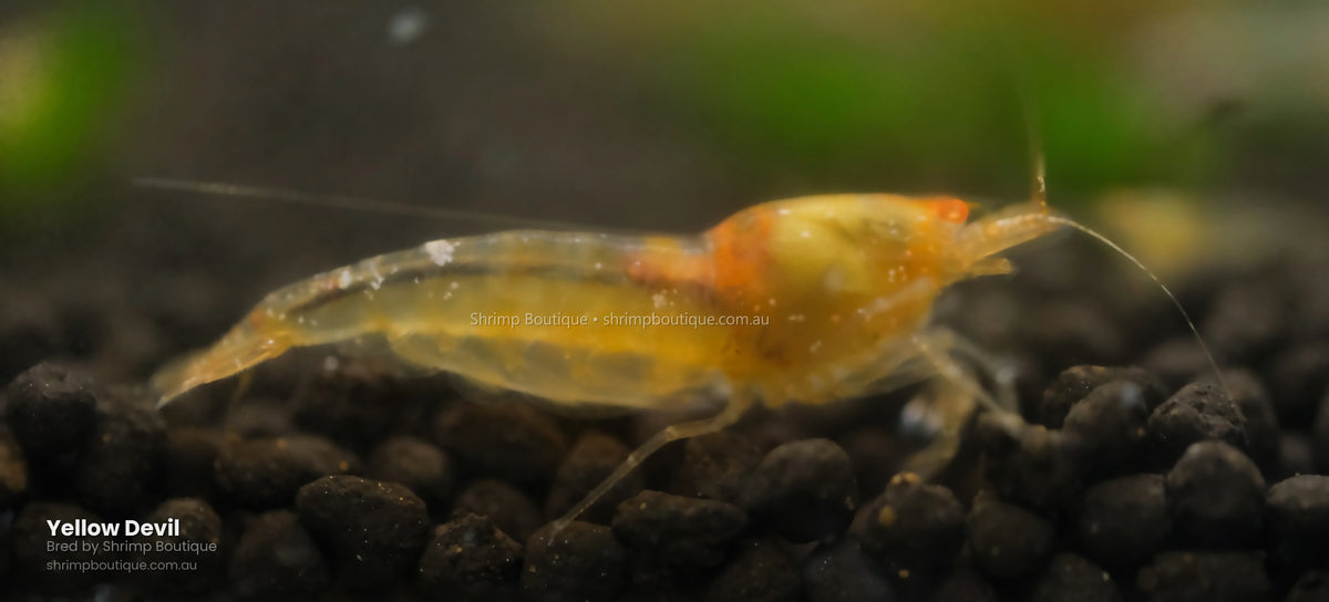 Yellow Devil shrimp - bred by Shrimp Boutique