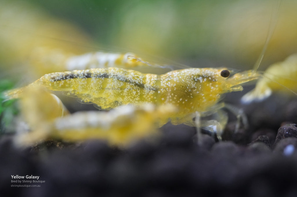 Yellow Galaxy shrimp - bred by Shrimp Boutique