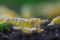 Yellow Galaxy shrimp - bred by Shrimp Boutique