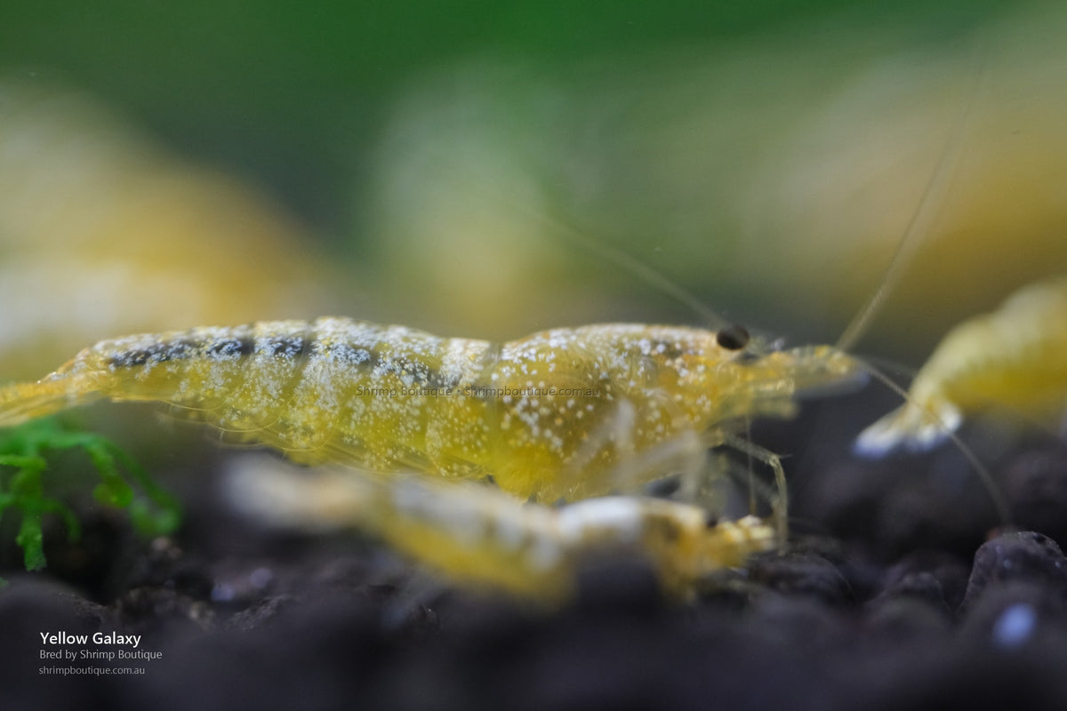 Yellow Galaxy shrimp - bred by Shrimp Boutique