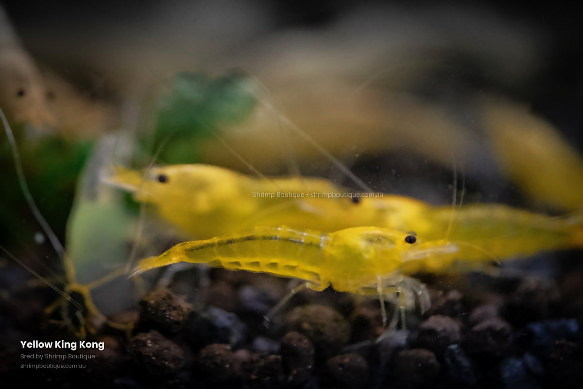 Yellow King Kong shrimp - bred by Shrimp Boutique